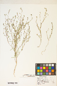 Gayophytum decipiens image