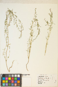 Gayophytum decipiens image