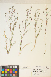 Gayophytum decipiens image