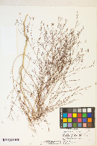 Gayophytum decipiens image