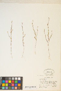 Gayophytum decipiens image