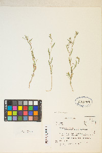 Gayophytum diffusum image