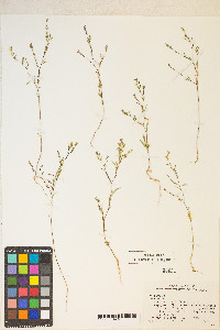 Gayophytum diffusum image