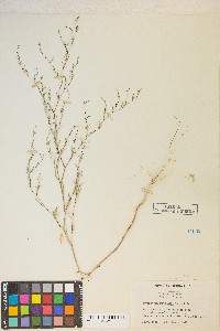 Gayophytum diffusum image