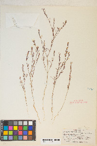 Gayophytum diffusum image