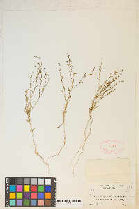 Gayophytum diffusum image