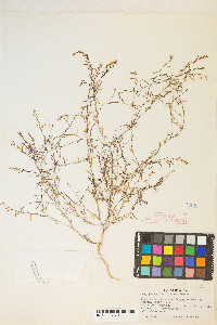 Gayophytum diffusum subsp. parviflorum image