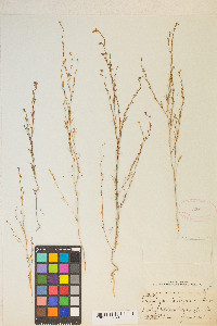 Gayophytum diffusum image