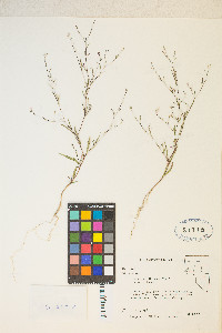 Gayophytum diffusum image