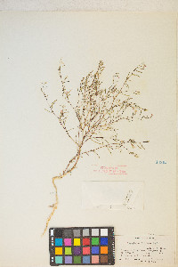 Gayophytum diffusum image