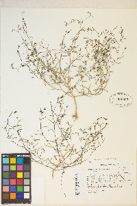 Gayophytum diffusum image