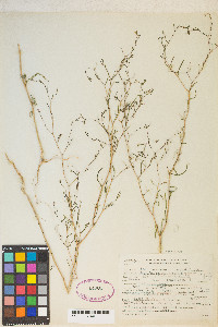 Gayophytum diffusum image