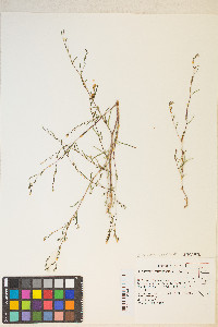 Gayophytum diffusum image