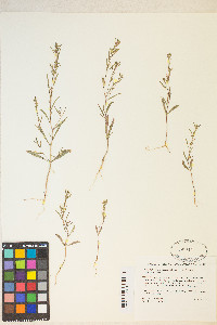 Gayophytum diffusum subsp. parviflorum image