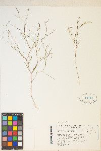 Gayophytum diffusum image