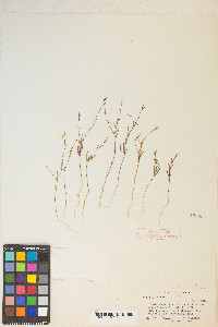 Gayophytum diffusum subsp. parviflorum image