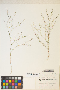 Gayophytum diffusum image