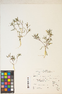 Gayophytum diffusum subsp. parviflorum image