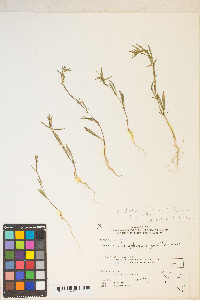 Gayophytum diffusum subsp. parviflorum image