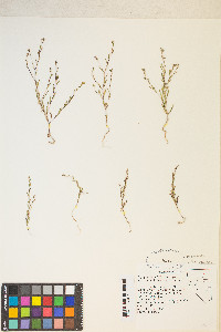 Gayophytum decipiens image