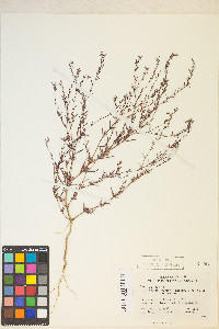 Gayophytum diffusum subsp. parviflorum image