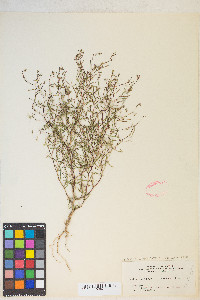 Gayophytum diffusum image