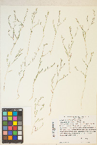 Gayophytum diffusum image