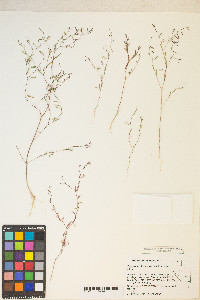 Gayophytum diffusum subsp. parviflorum image