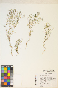 Gayophytum diffusum image