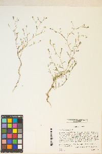 Gayophytum diffusum subsp. parviflorum image