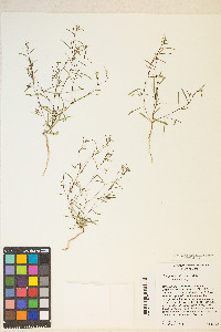 Gayophytum diffusum image