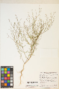 Gayophytum diffusum subsp. parviflorum image