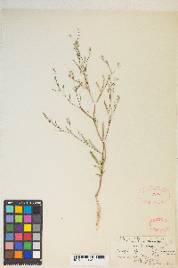 Gayophytum diffusum image