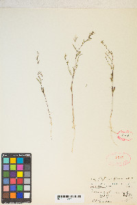 Gayophytum diffusum image