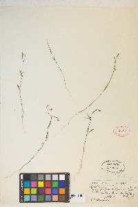 Gayophytum diffusum image