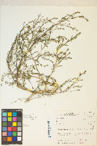 Gayophytum heterozygum image