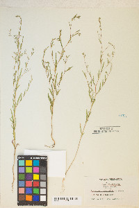 Gayophytum heterozygum image