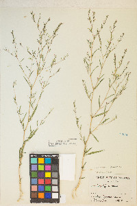 Gayophytum heterozygum image