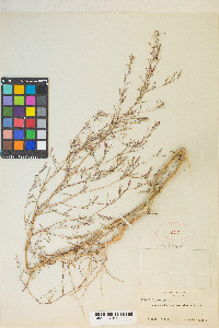 Gayophytum heterozygum image