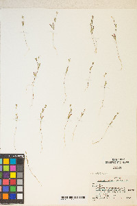 Gayophytum heterozygum image