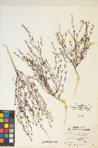 Gayophytum heterozygum image