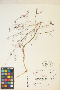 Gayophytum heterozygum image