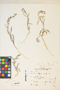 Gayophytum heterozygum image