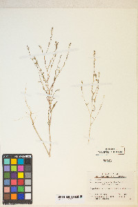 Gayophytum heterozygum image