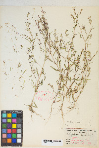 Gayophytum heterozygum image