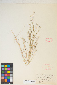 Gayophytum heterozygum image