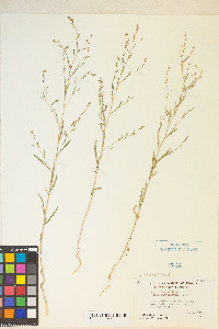 Gayophytum heterozygum image