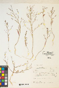 Gayophytum heterozygum image