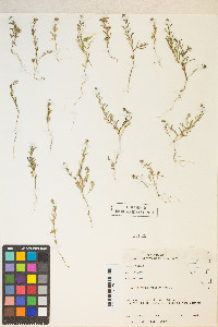 Gayophytum racemosum image