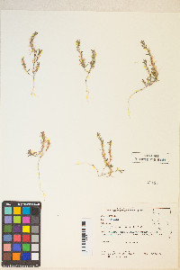 Gayophytum racemosum image